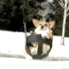 Corgi Life! 13