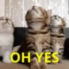 Cats 9