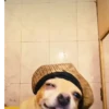 Simon perro bailarin 8