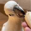 ZEZÉ CACATUA 💛 10
