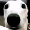 Beijo de gato 8