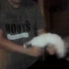 Ferrets 12