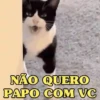 MEMES FELINOS 😺 7