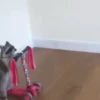 Ferrets 17