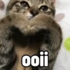 SÓ GATINHOS 🐈 15