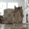 Corgi Life! 15