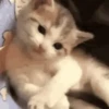 Cats 12