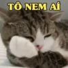 MEMES FELINOS 😺 13