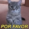 REAJA COM GATINHOS 😸🐈 15