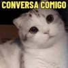 MEMES FELINOS 😺 5