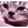 Cats 14