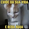 MEMES FELINOS 😺 12