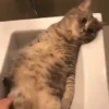 🧿😻Gatitos buena vibra😻🧿 16