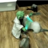 Ferrets 7