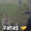 Animados New 7.0 16