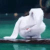 Snowball Rabbit 🐰🥕 Mov 14
