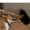 Corgi Life! 27