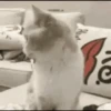 Funny Memes lol 14