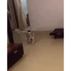Corgi Life! 14