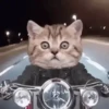 Cats 8