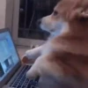 Corgi Life! 12