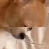 😭 ANIMADOS SAD 👍🏻 6