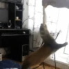 Ferrets 9