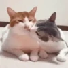 Cats 6