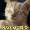 MEMES FELINOS 😺 9