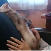 Ferrets 14
