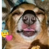Simon perro bailarin 26