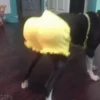 Memes engraçados de animais 5