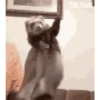 Animal funny 14