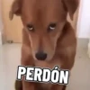 Perritos 🐕 14