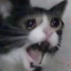 Memes de gatinho 12