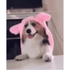 Corgi Life! 29