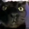 Beijo de gato 17