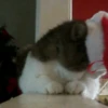 🐱Michis en Navidad🎁🎄 16