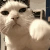 Memes de gatinho 15
