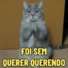 MEMES FELINOS 😺 6