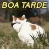 REAJA COM GATINHOS 😸🐈 14