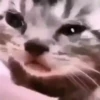 Beijo de gato 11