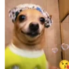 Simon perro bailarin 7