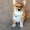 Corgi Life! 8