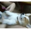 Corgi Life! 23
