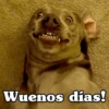 ✴️💚Funny Dogs🐶✴️ 10