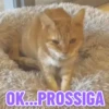 REAJA COM GATINHOS 😸🐈 7
