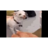 Animal funny 5