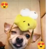 Simon perro bailarin 18