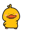 Male Duck 9